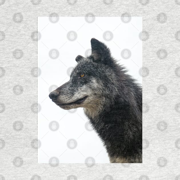 ZIDIKA  WOLF by LUCIFERIN20